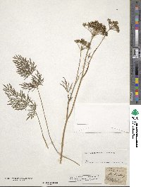 Image of Selinum pratense