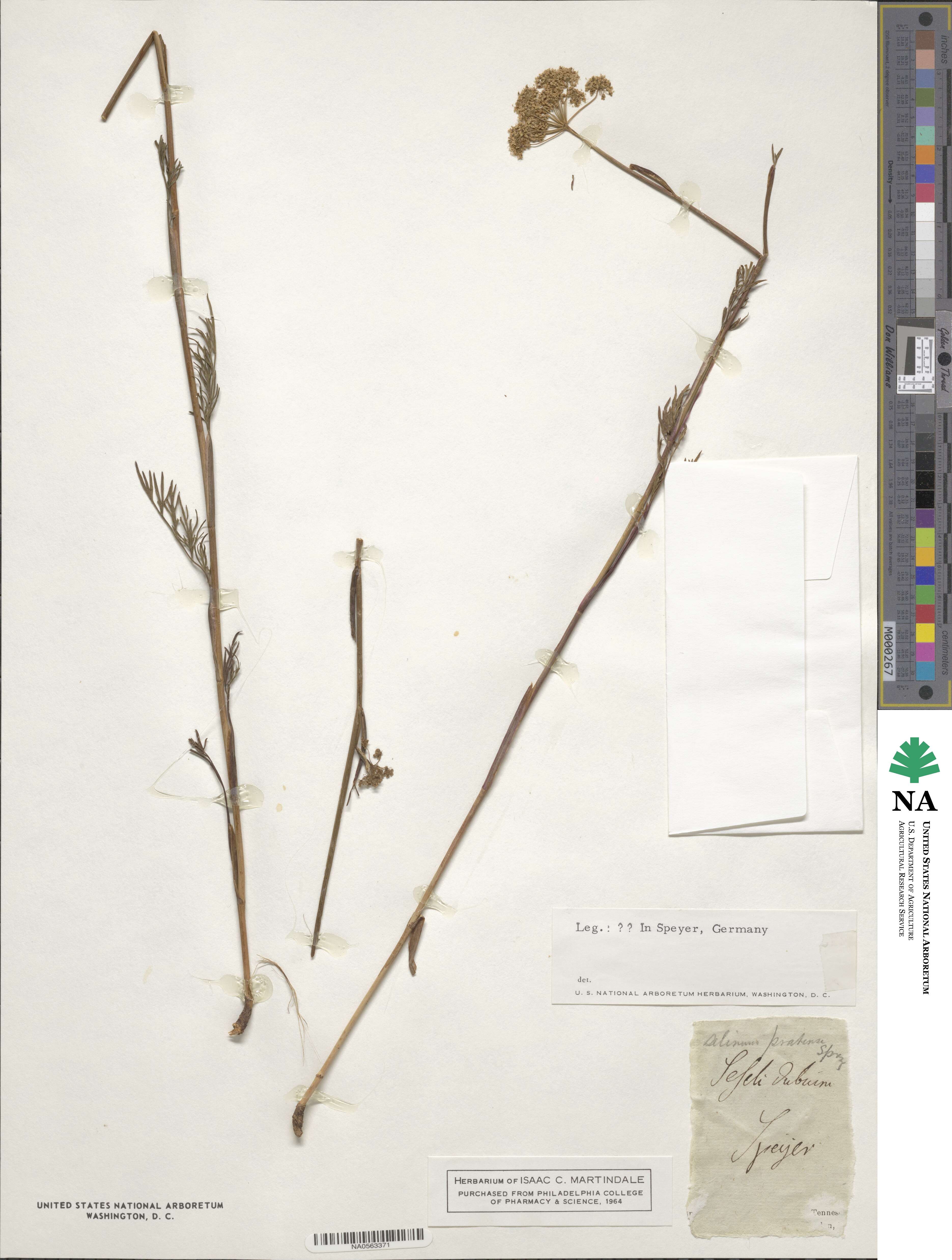 Selinum pratense image