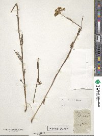 Selinum pratense image