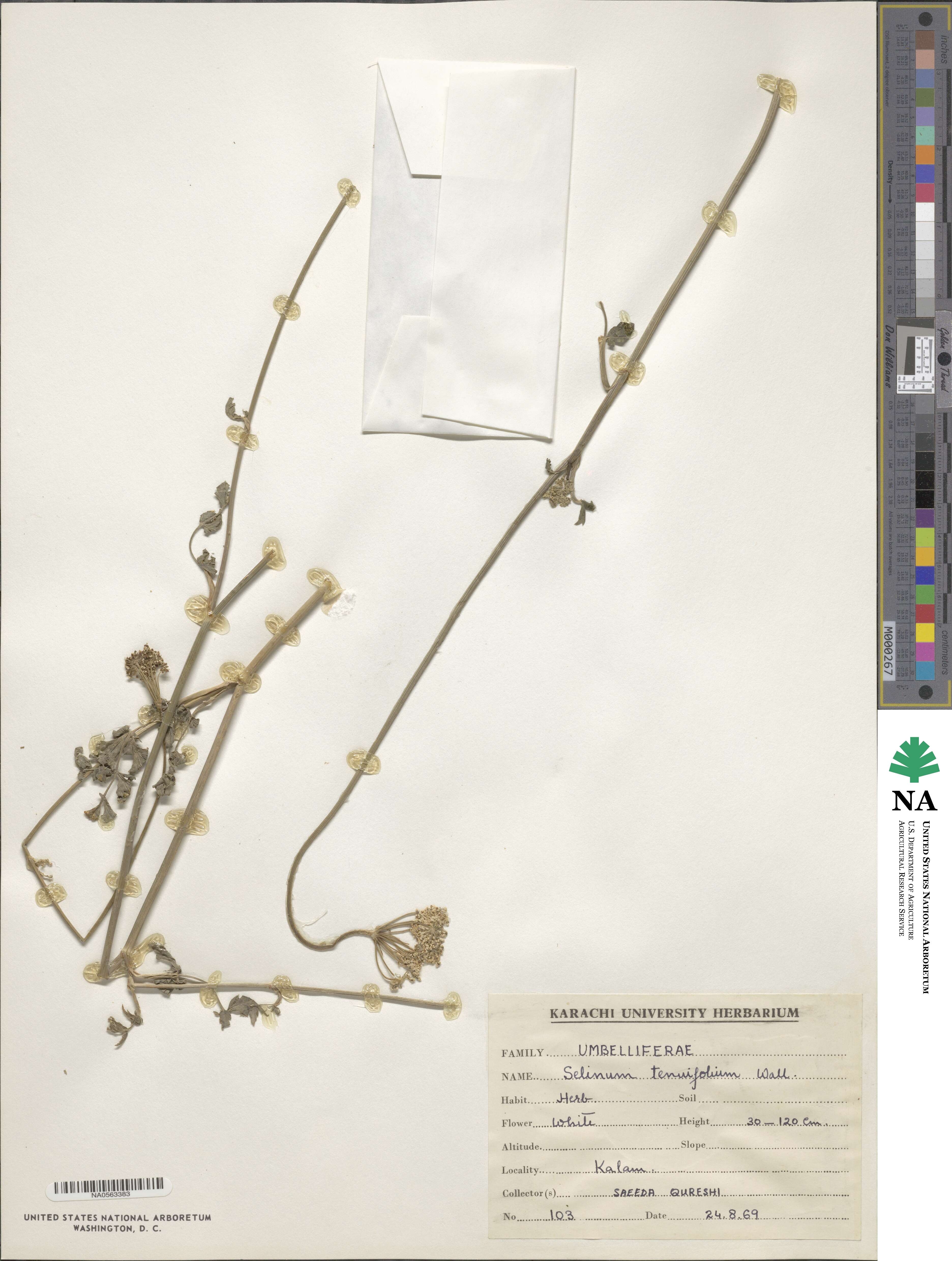 Selinum tenuifolium image