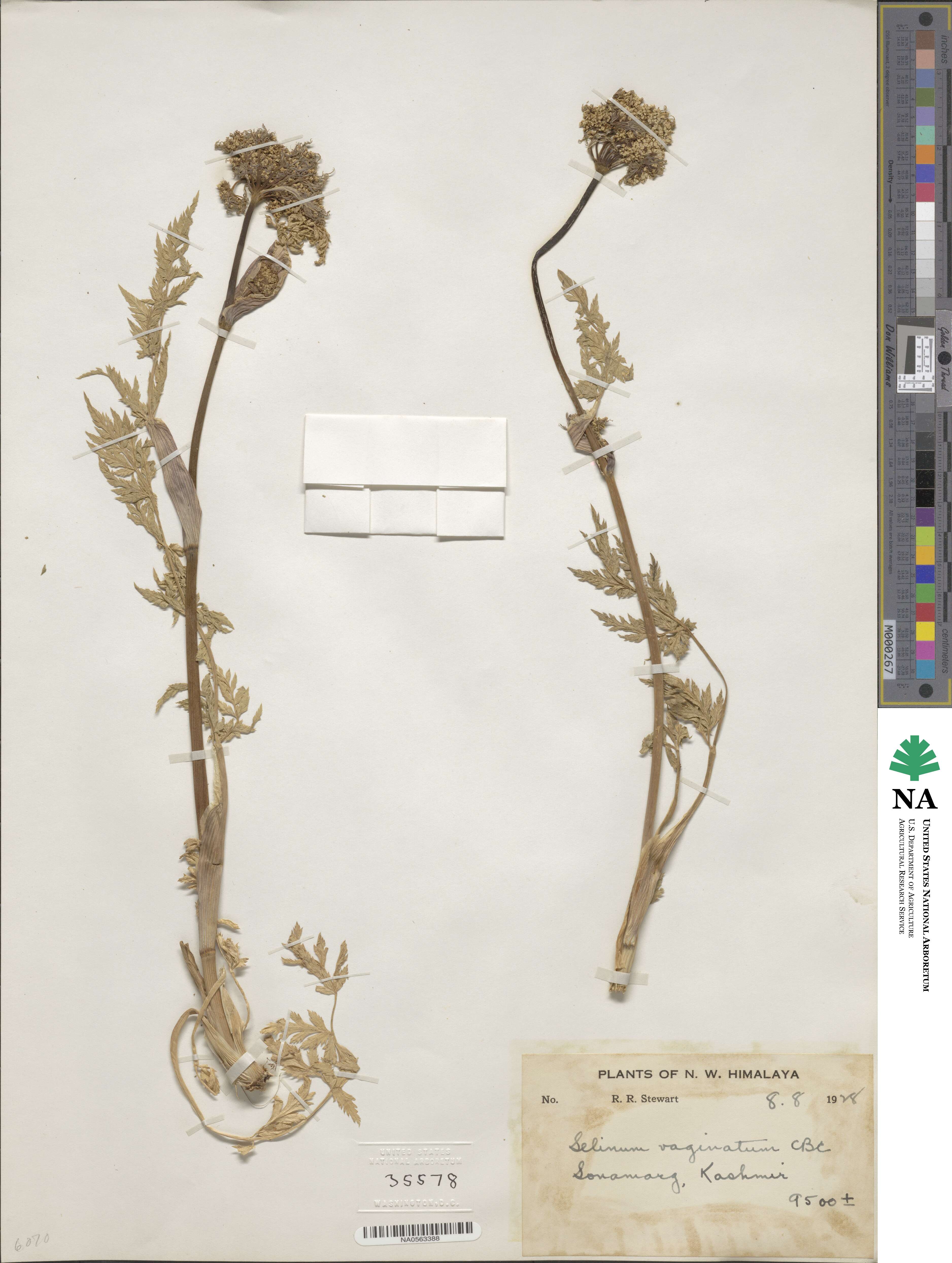 Selinum vaginatum image