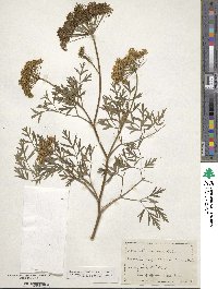 Katapsuxis silaifolia image