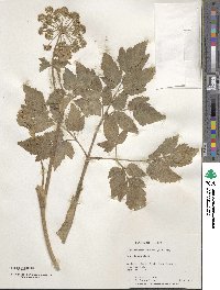 Angelica lucida image