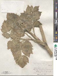 Angelica lucida image