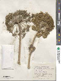 Angelica lucida image