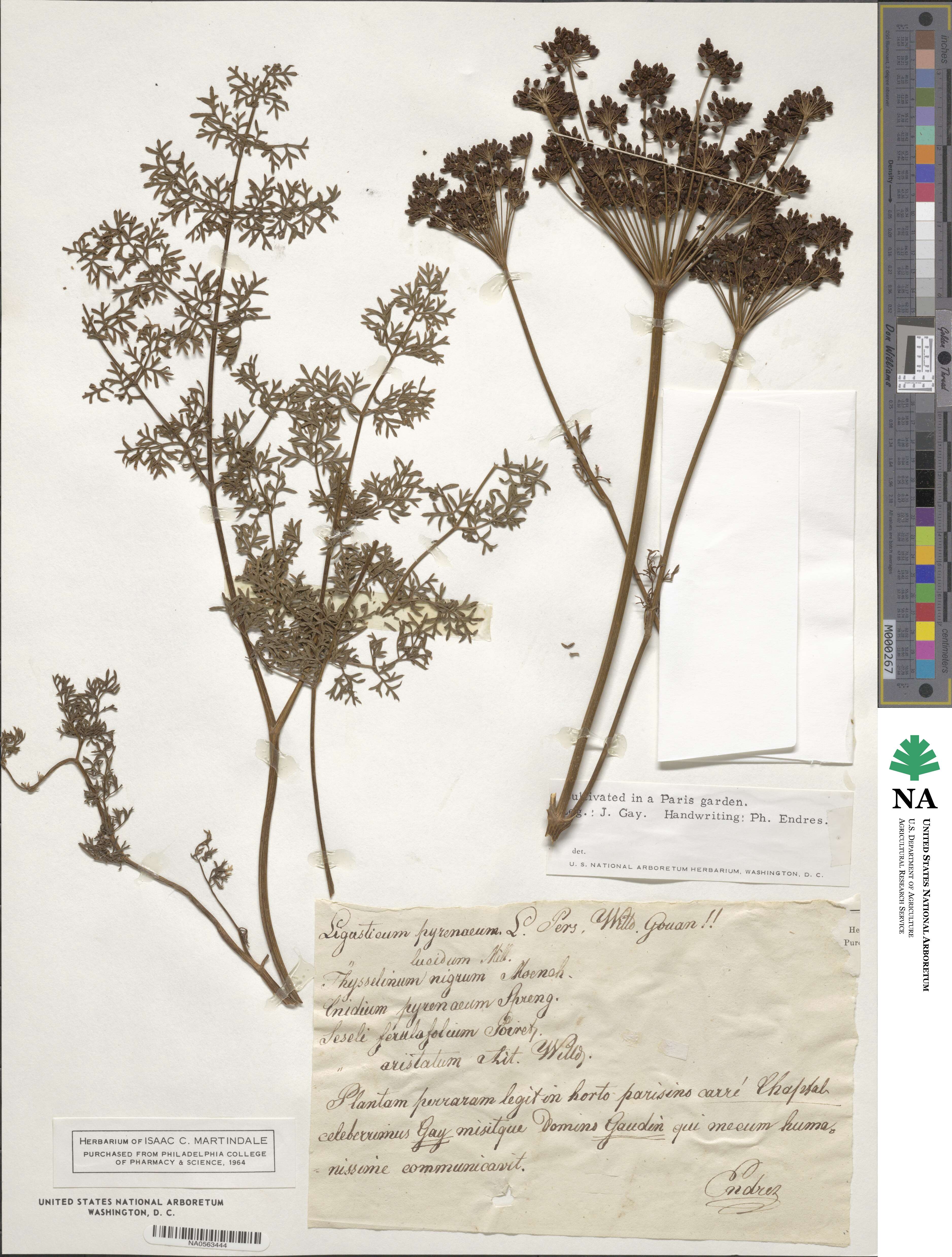 Coristospermum lucidum subsp. lucidum image