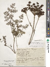 Coristospermum lucidum image