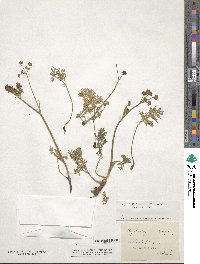 Coristospermum lucidum subsp. lucidum image