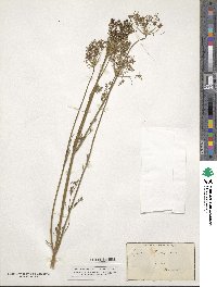 Coristospermum lucidum subsp. lucidum image