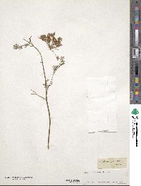 Coristospermum lucidum subsp. lucidum image