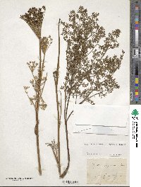 Coristospermum lucidum subsp. lucidum image