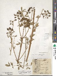 Levisticum officinale image