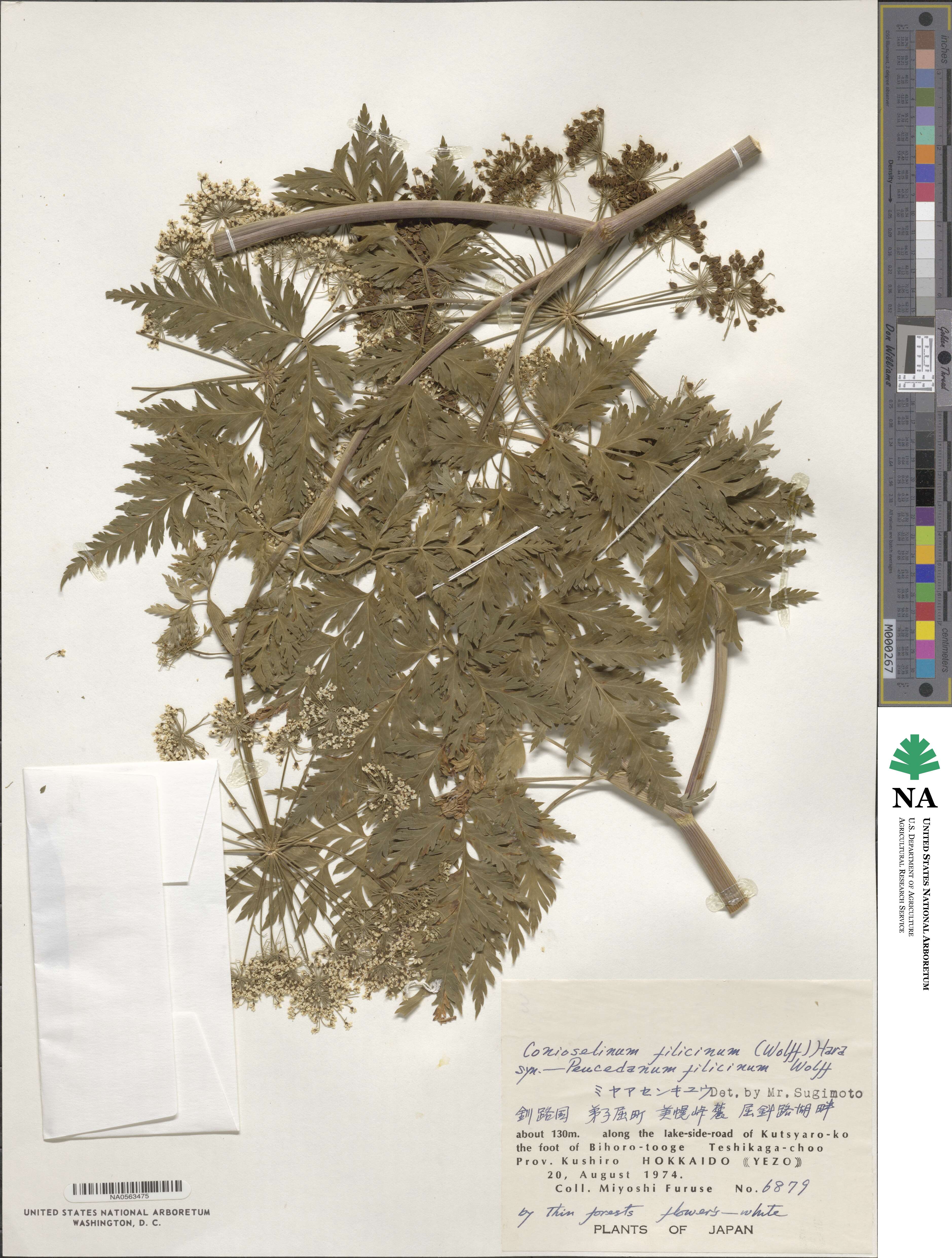 Conioselinum filicinum image