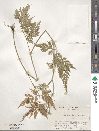 Conioselinum filicinum image