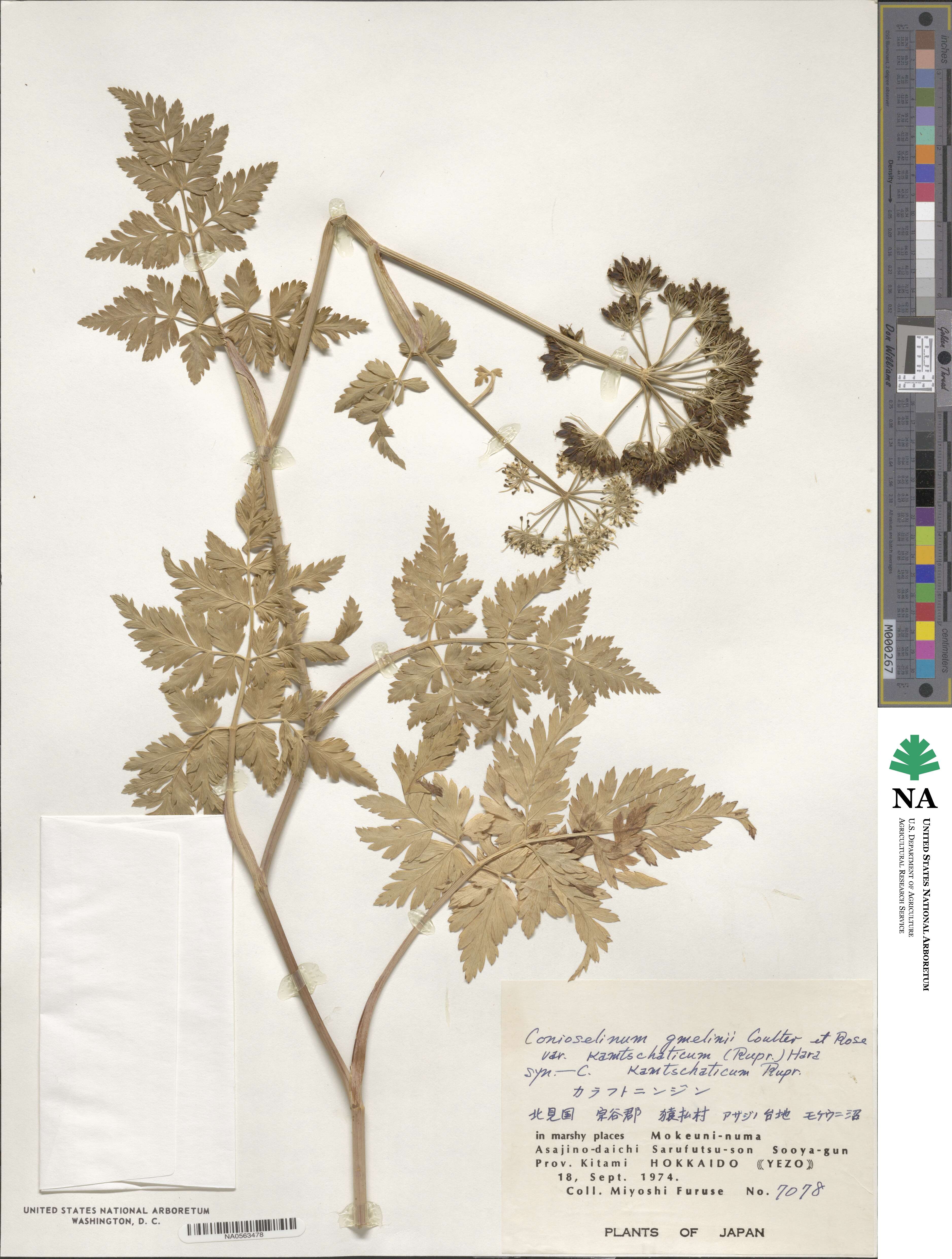 Tilingia ajanense image
