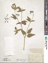 Thaspium trifoliatum var. aureum image