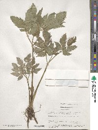 Thaspium barbinode image