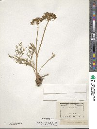 Harbouria trachypleura image