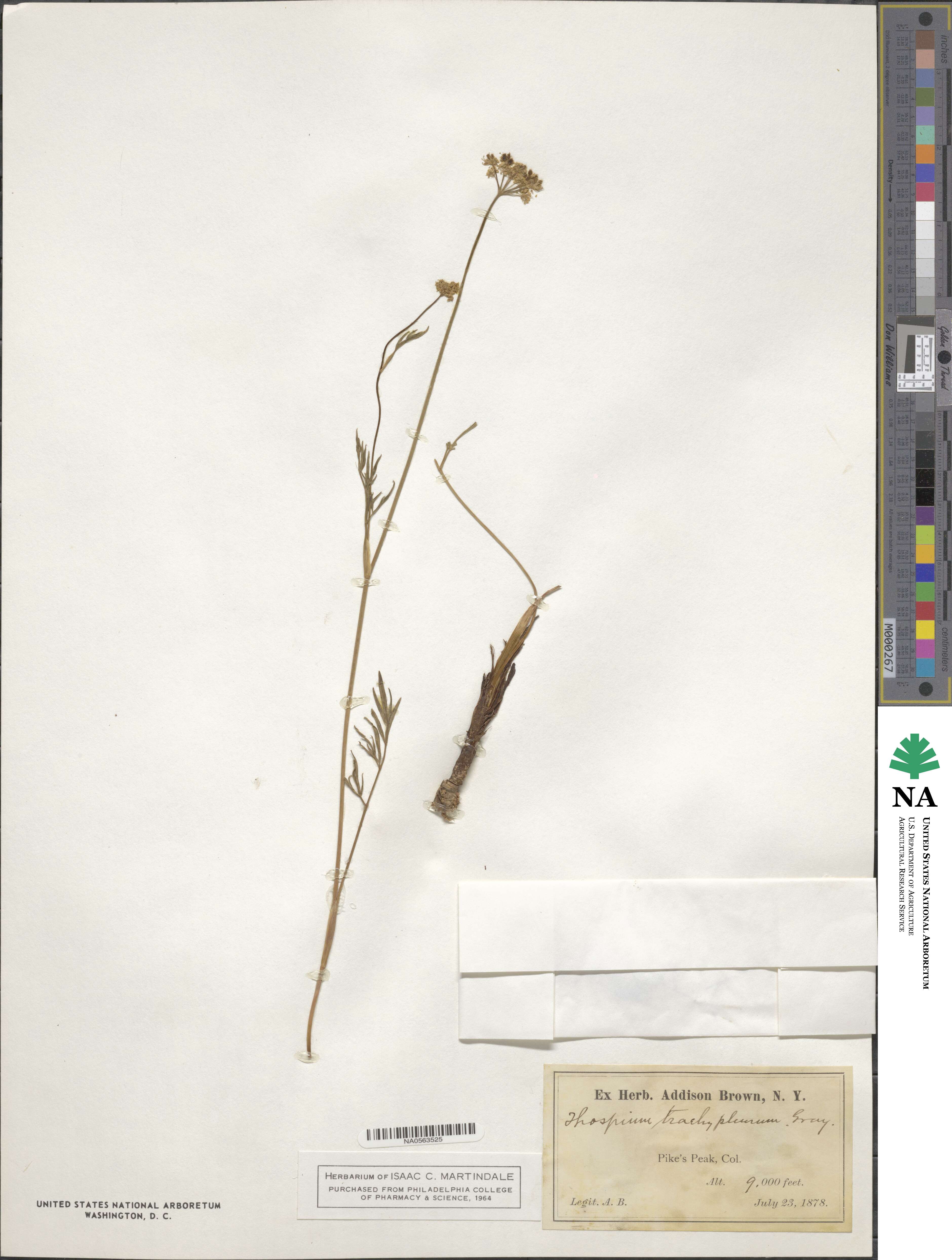Harbouria trachypleura image