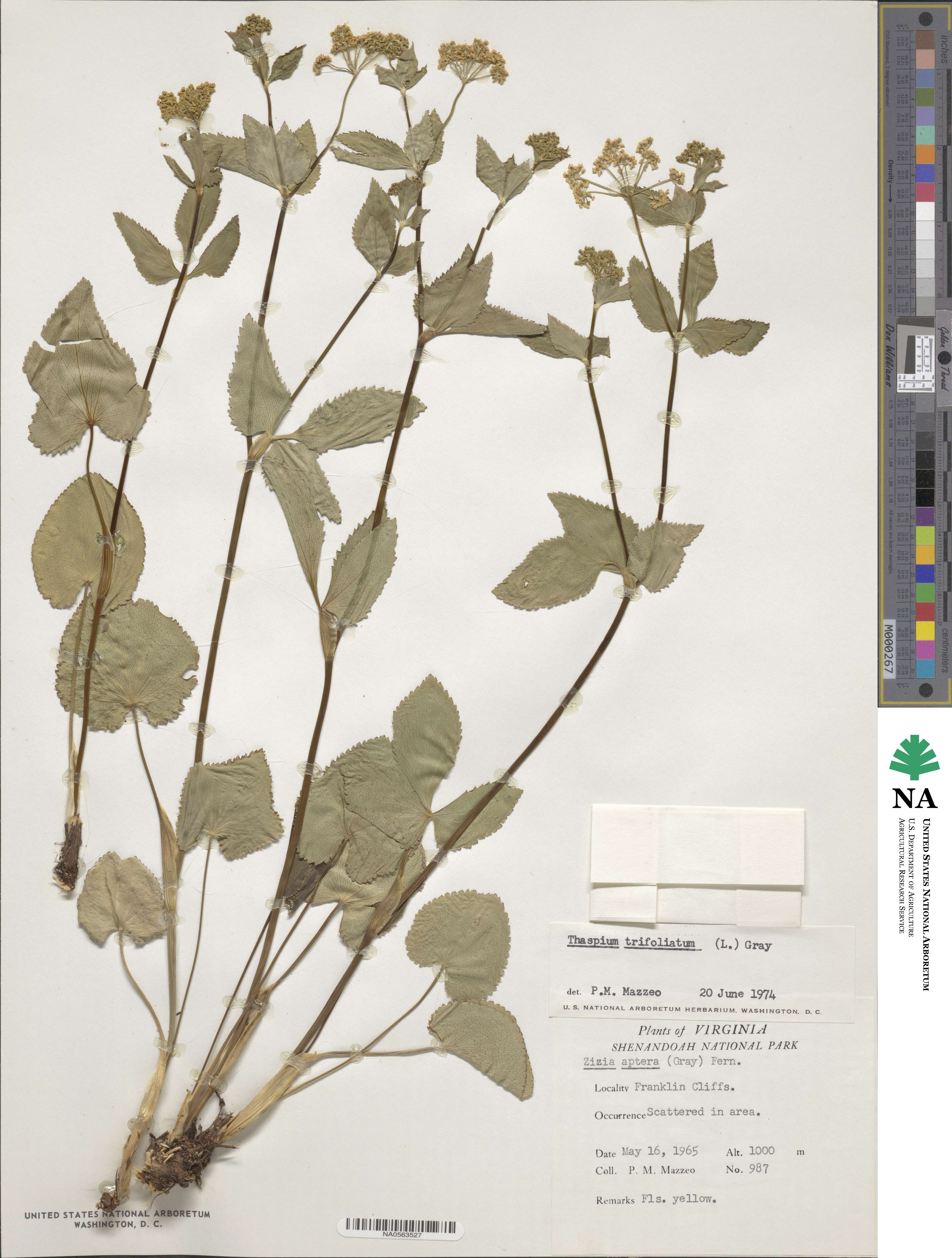 Thaspium trifoliatum image