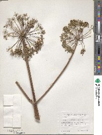 Angelica atropurpurea image