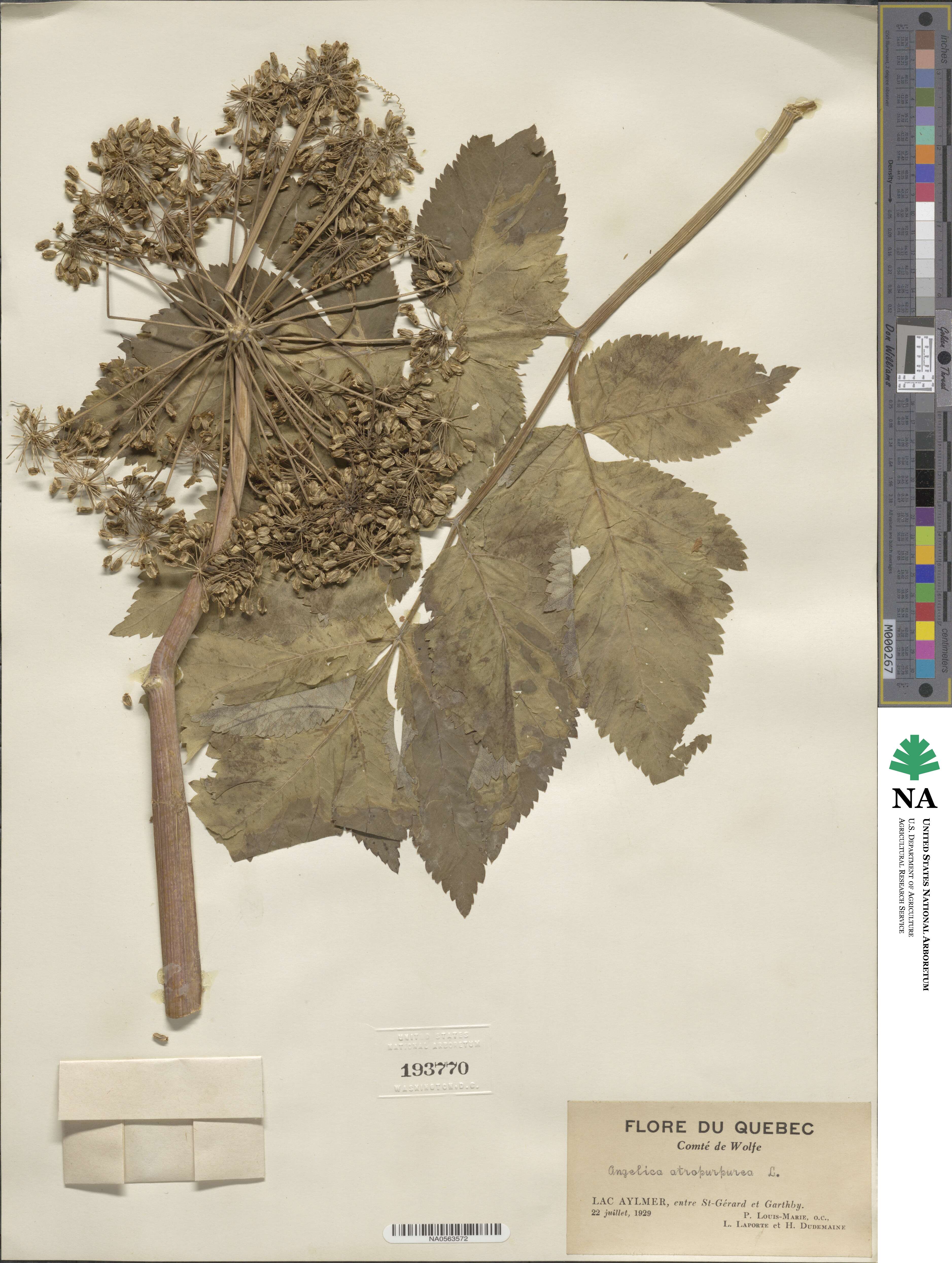 Angelica atropurpurea image