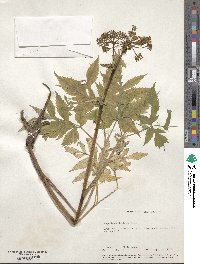 Image of Angelica triquinata