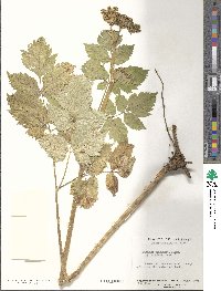 Angelica triquinata image