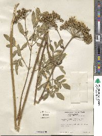 Angelica venenosa image