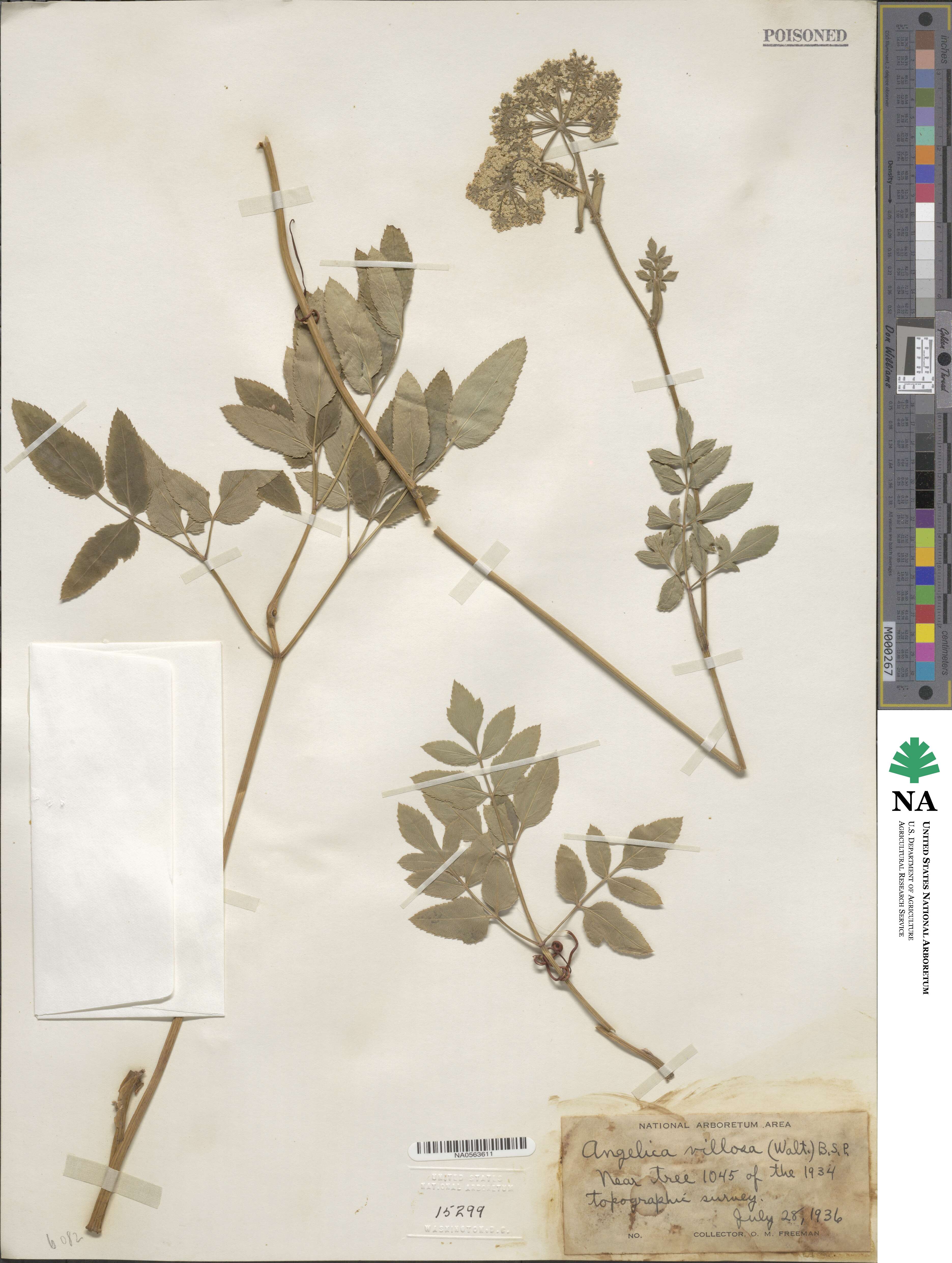 Angelica villosa image