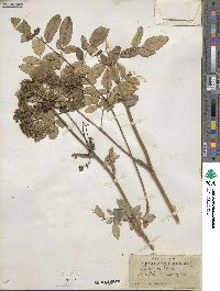 Angelica villosa image