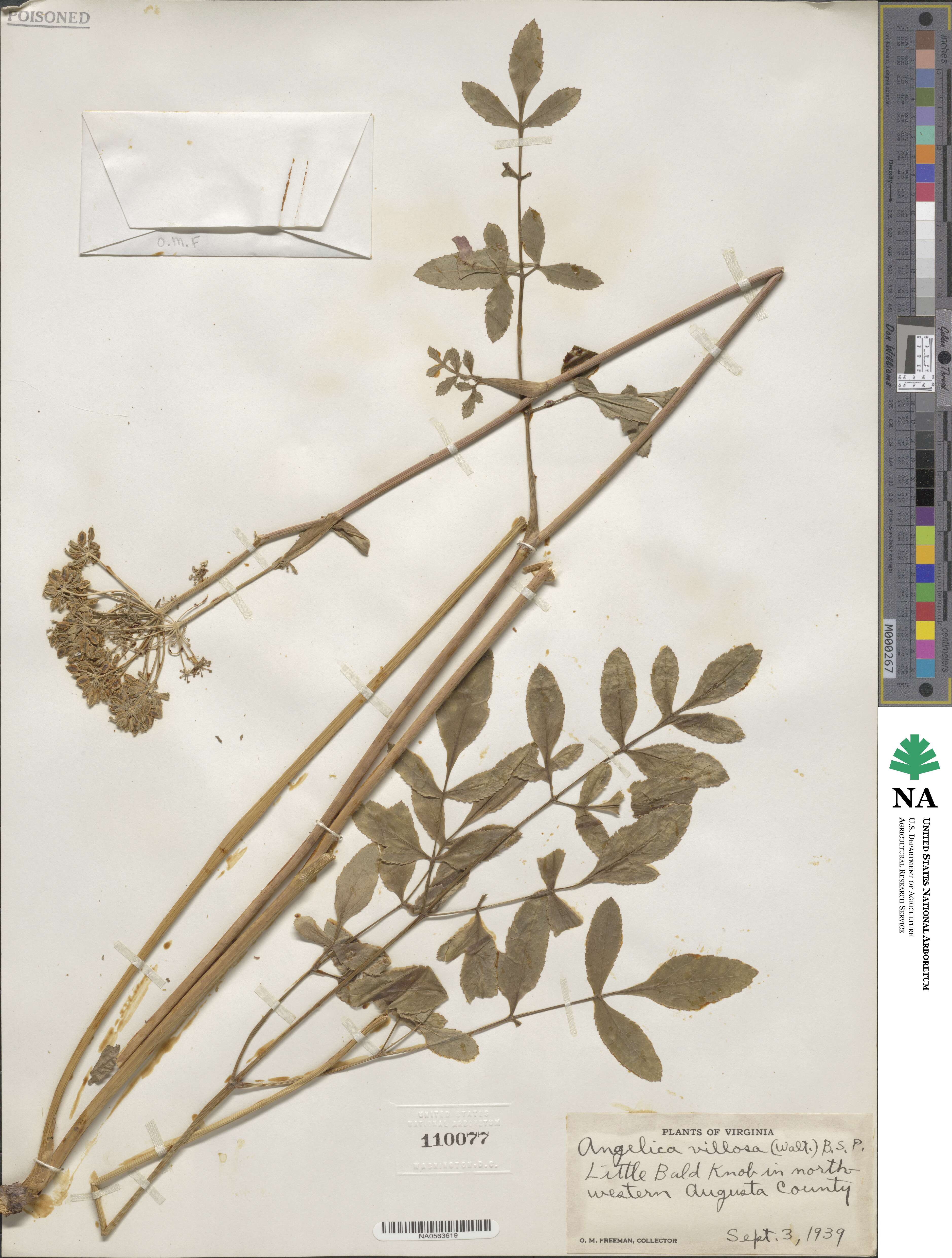 Angelica villosa image