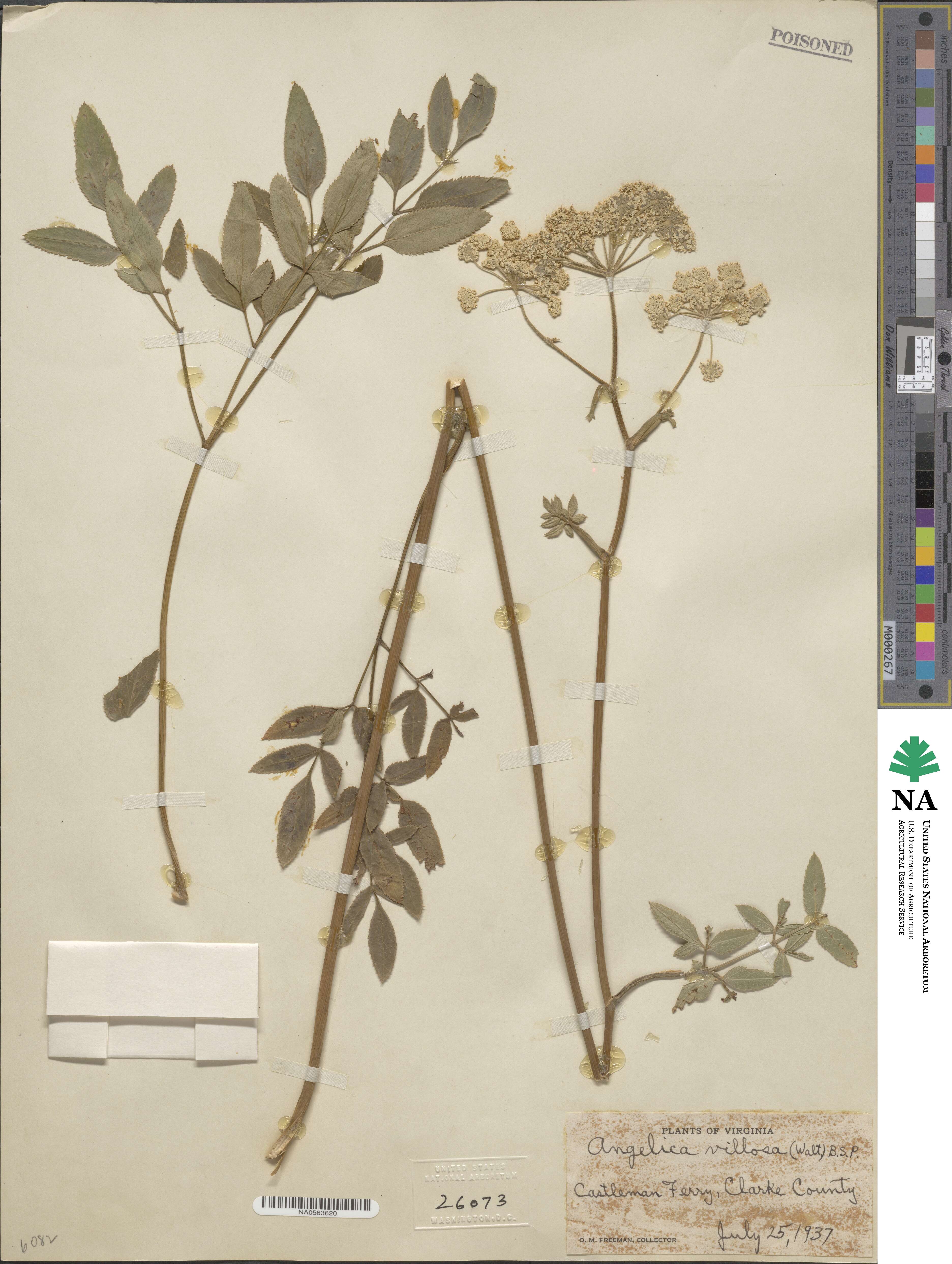 Angelica villosa image
