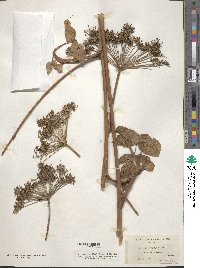 Angelica genuflexa image