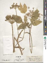 Angelica genuflexa image