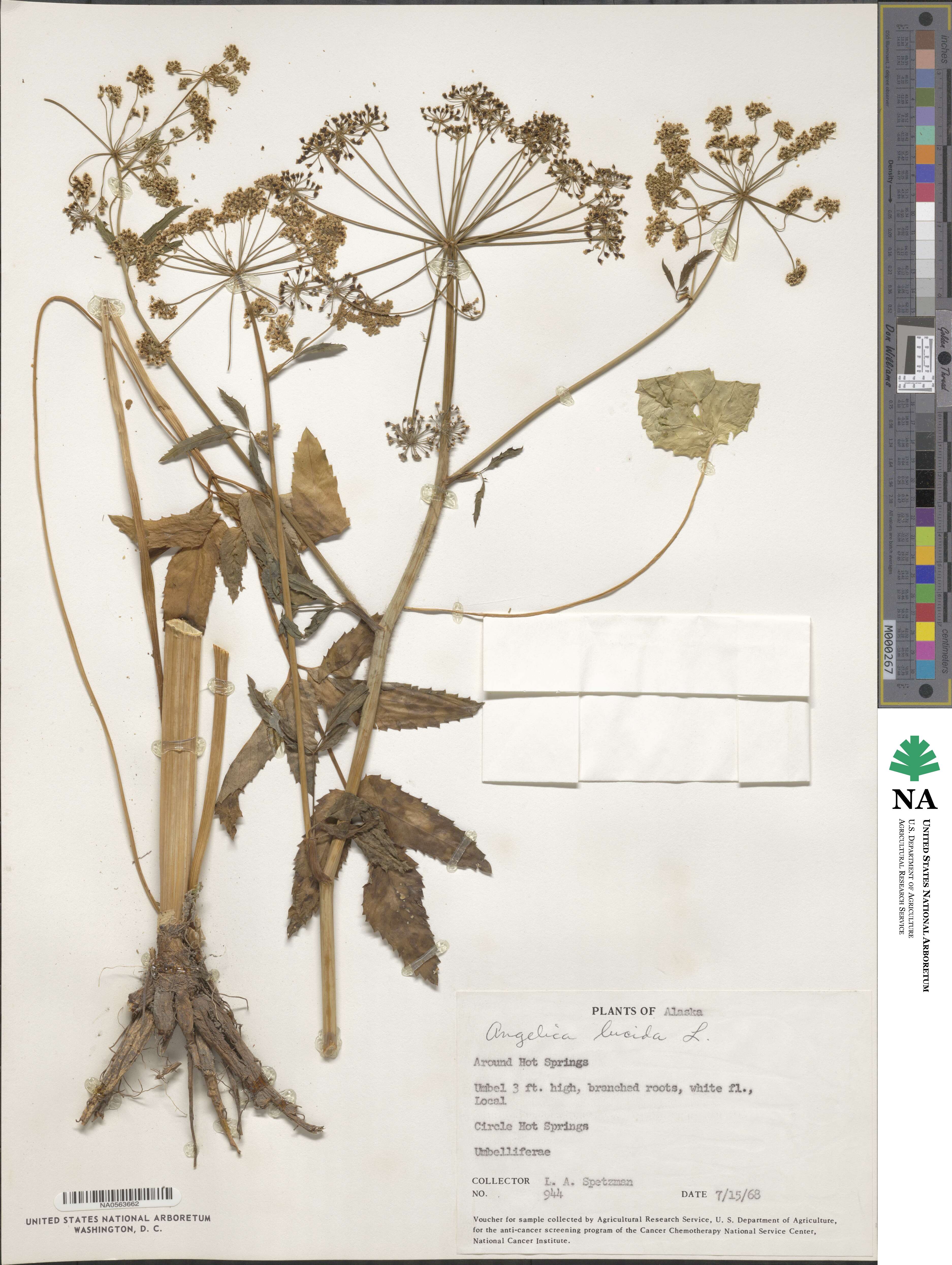 Angelica lucida image