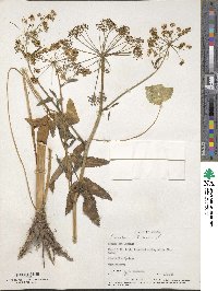 Angelica lucida image