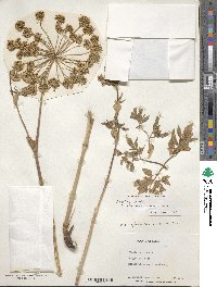 Angelica lucida image