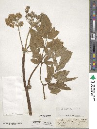 Angelica sylvestris image