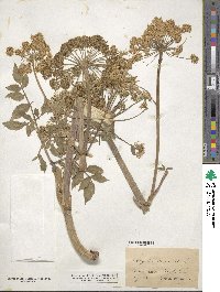 Angelica sylvestris image