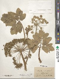 Angelica sylvestris image