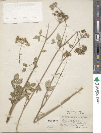 Angelica sylvestris image