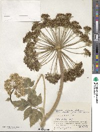 Angelica anomala image