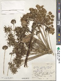 Angelica anomala image