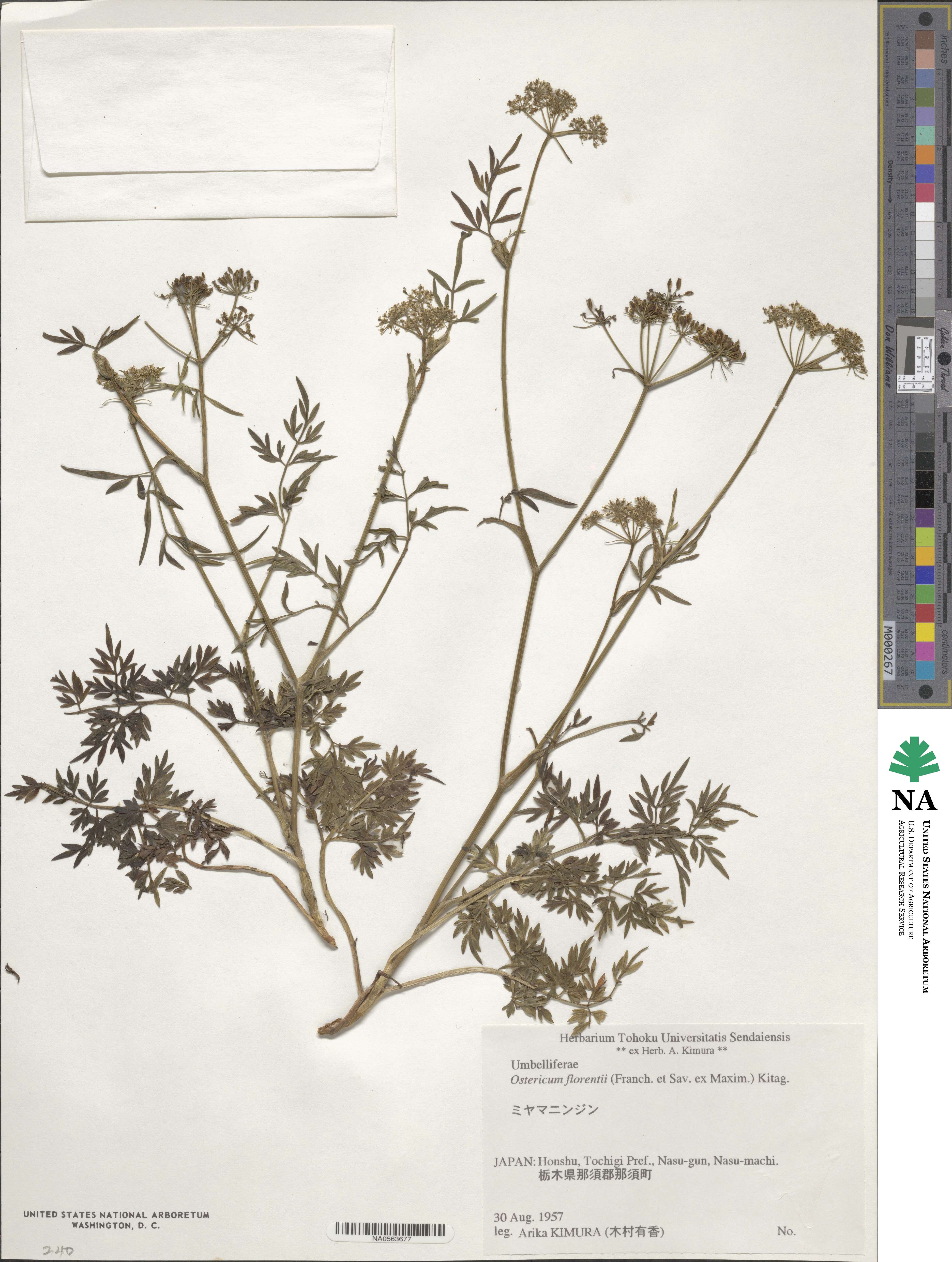 Peucedanum florentii image