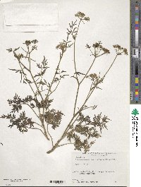 Peucedanum florentii image