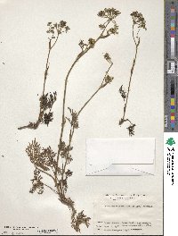 Peucedanum florentii image