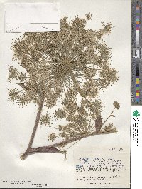 Angelica genuflexa image