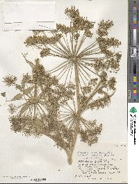 Angelica genuflexa image