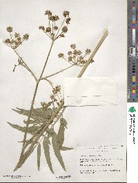 Angelica pinnata image